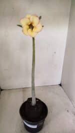 Planta Simples 3290 – 35cm – 03 anos - Imagem 2