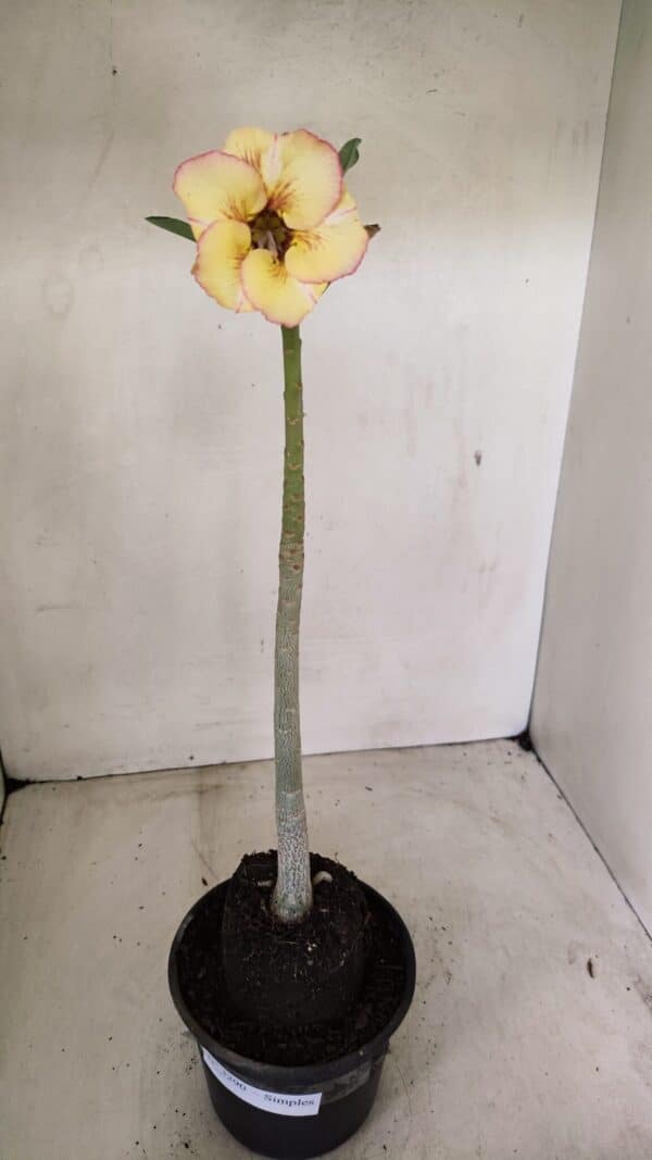 Planta Simples 3290 – 35cm – 03 anos - Imagem 2