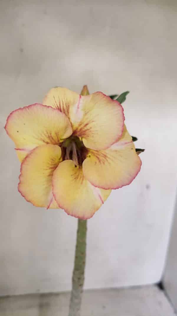 Planta Simples 3290 – 35cm – 03 anos - Imagem 6