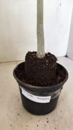Planta Simples 3290 – 35cm – 03 anos - Imagem 8