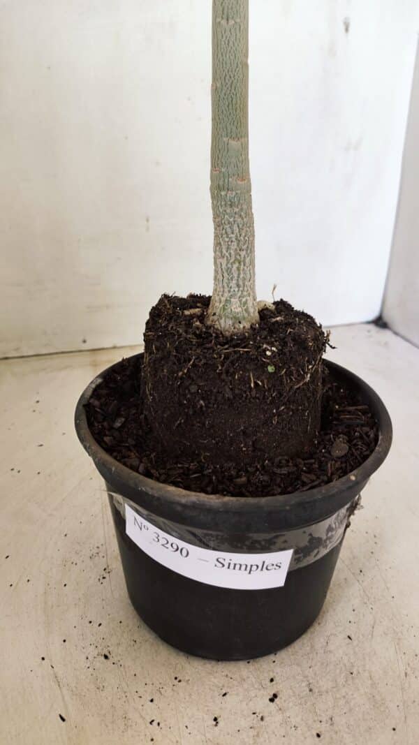 Planta Simples 3290 – 35cm – 03 anos - Imagem 8