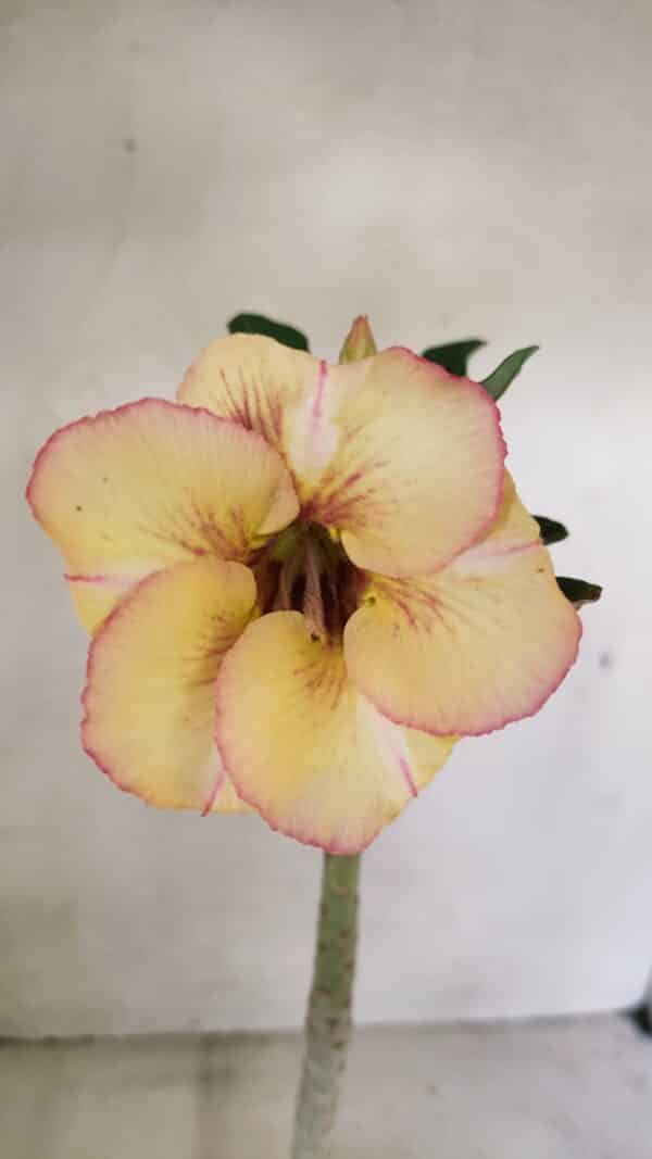 Planta Simples 3290 – 35cm – 03 anos - Imagem 1