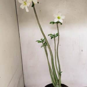 Planta Simples 3291 – 50cm – 04 anos