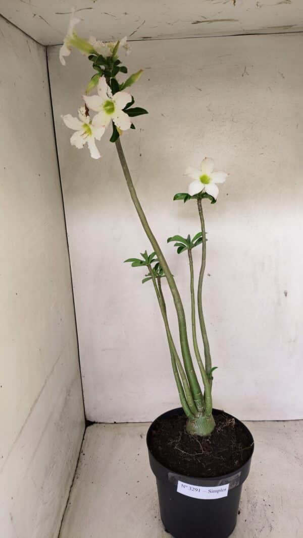 Planta Simples 3291 – 50cm – 04 anos - Imagem 1