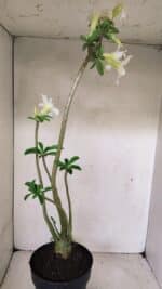 Planta Simples 3291 – 50cm – 04 anos - Imagem 5
