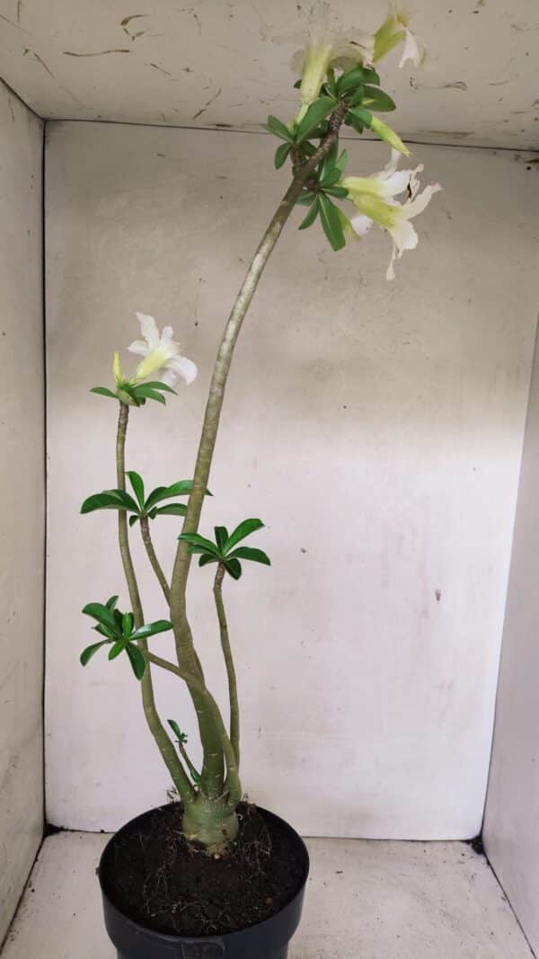 Planta Simples 3291 – 50cm – 04 anos - Imagem 5