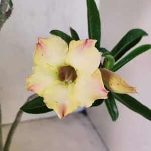Planta Simples 3292 – 40cm – 03 anos