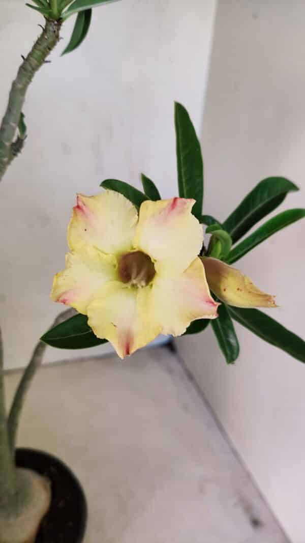 Planta Simples 3292 – 40cm – 03 anos - Imagem 1