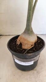 Planta Simples 3292 – 40cm – 03 anos - Imagem 8