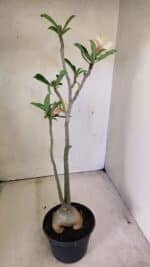 Planta Simples 3292 – 40cm – 03 anos - Imagem 6