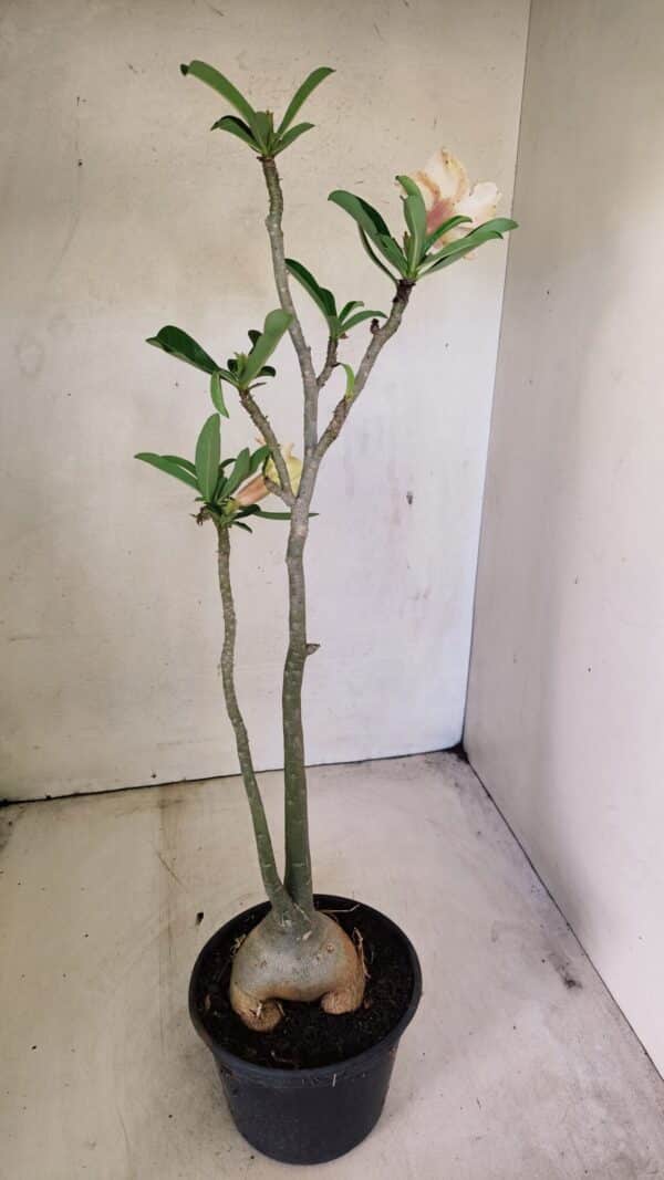 Planta Simples 3292 – 40cm – 03 anos - Imagem 6