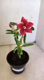 Planta Simples 3293 – 30cm – 01 ano - Imagem 2