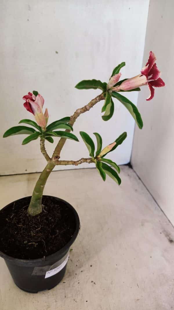 Planta Simples 3293 – 30cm – 01 ano - Imagem 6