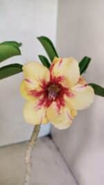Planta Simples 3294 – 35cm – 03 anos