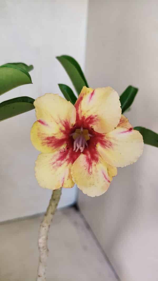 Planta Simples 3294 – 35cm – 03 anos - Imagem 1