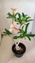 Planta Simples 3294 – 35cm – 03 anos - Imagem 6