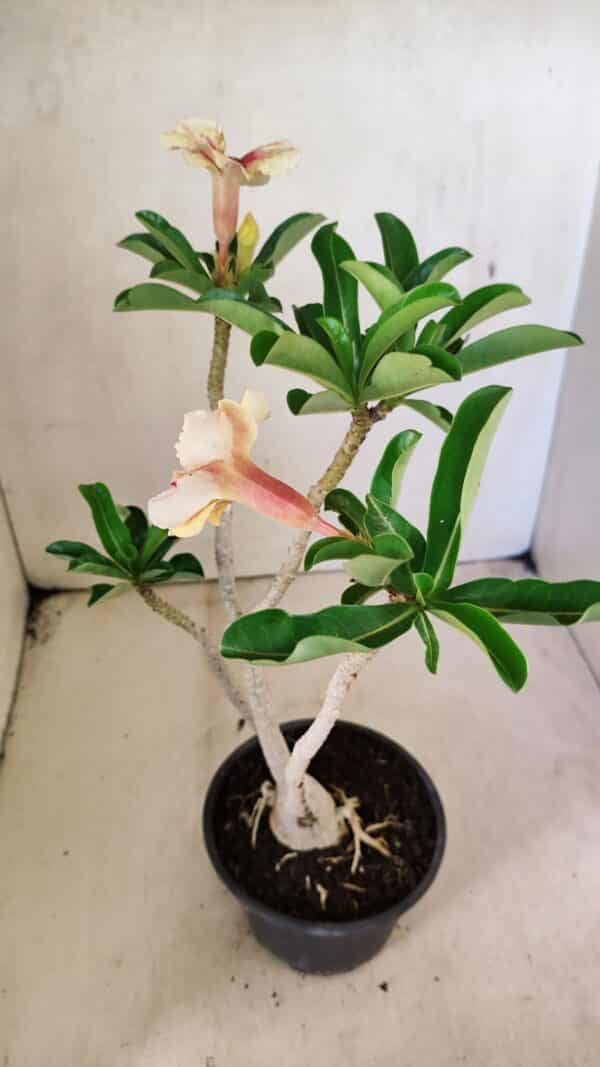 Planta Simples 3294 – 35cm – 03 anos - Imagem 6
