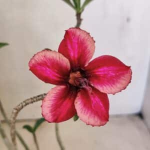 Planta Simples 3295 – 30cm – 02 anos