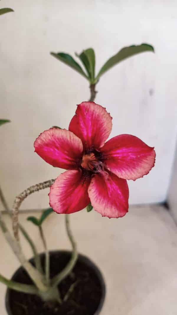 Planta Simples 3295 – 30cm – 02 anos - Imagem 1