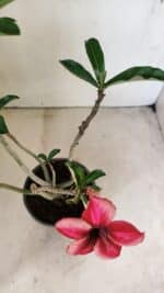 Planta Simples 3295 – 30cm – 02 anos - Imagem 4