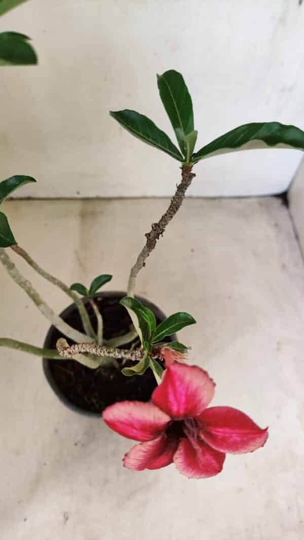 Planta Simples 3295 – 30cm – 02 anos - Imagem 4