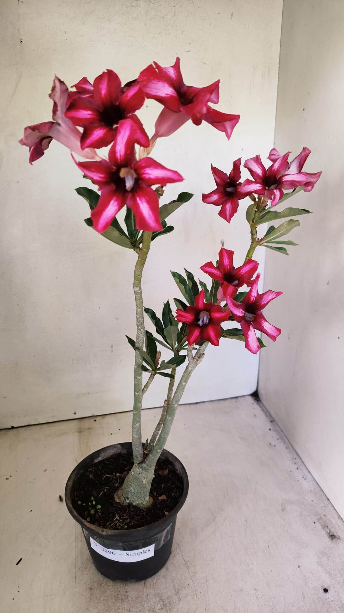 SIMPLES 3296 (1) Planta Simples 3296 – 35cm – 03 anos - Imagem 2