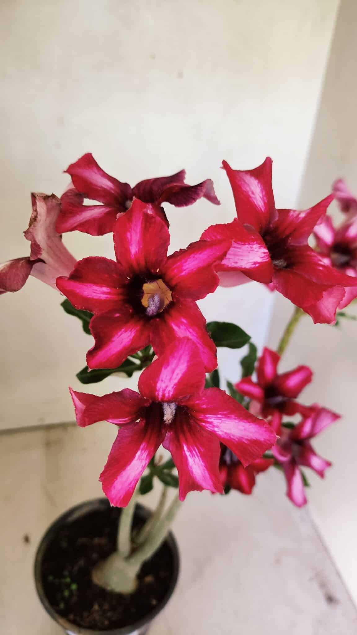 SIMPLES 3296 (3) Planta Simples 3296 – 35cm – 03 anos - Imagem 4