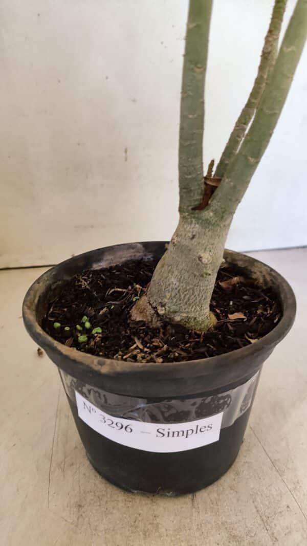 Planta Simples 3296 – 35cm – 03 anos - Imagem 6
