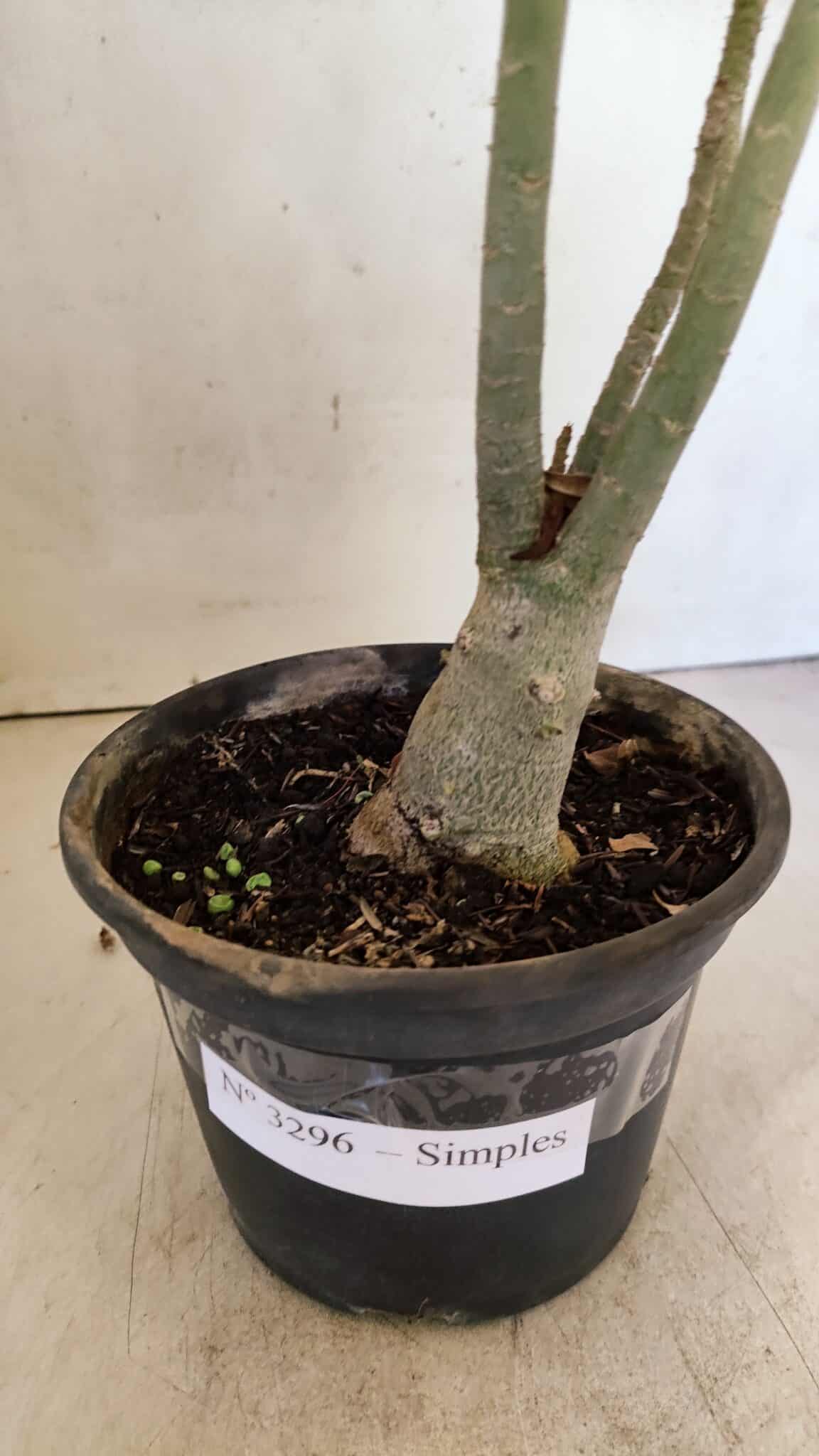 SIMPLES 3296 (4) Planta Simples 3296 – 35cm – 03 anos - Imagem 6