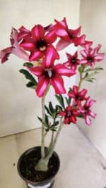 Planta Simples 3296 – 35cm – 03 anos - Imagem 5