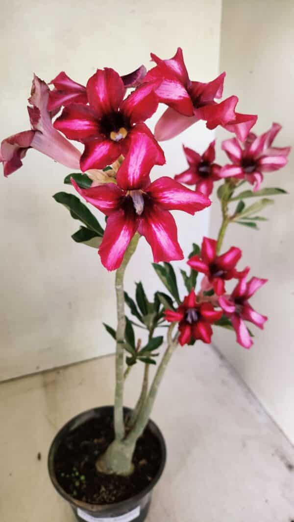 Planta Simples 3296 – 35cm – 03 anos - Imagem 5