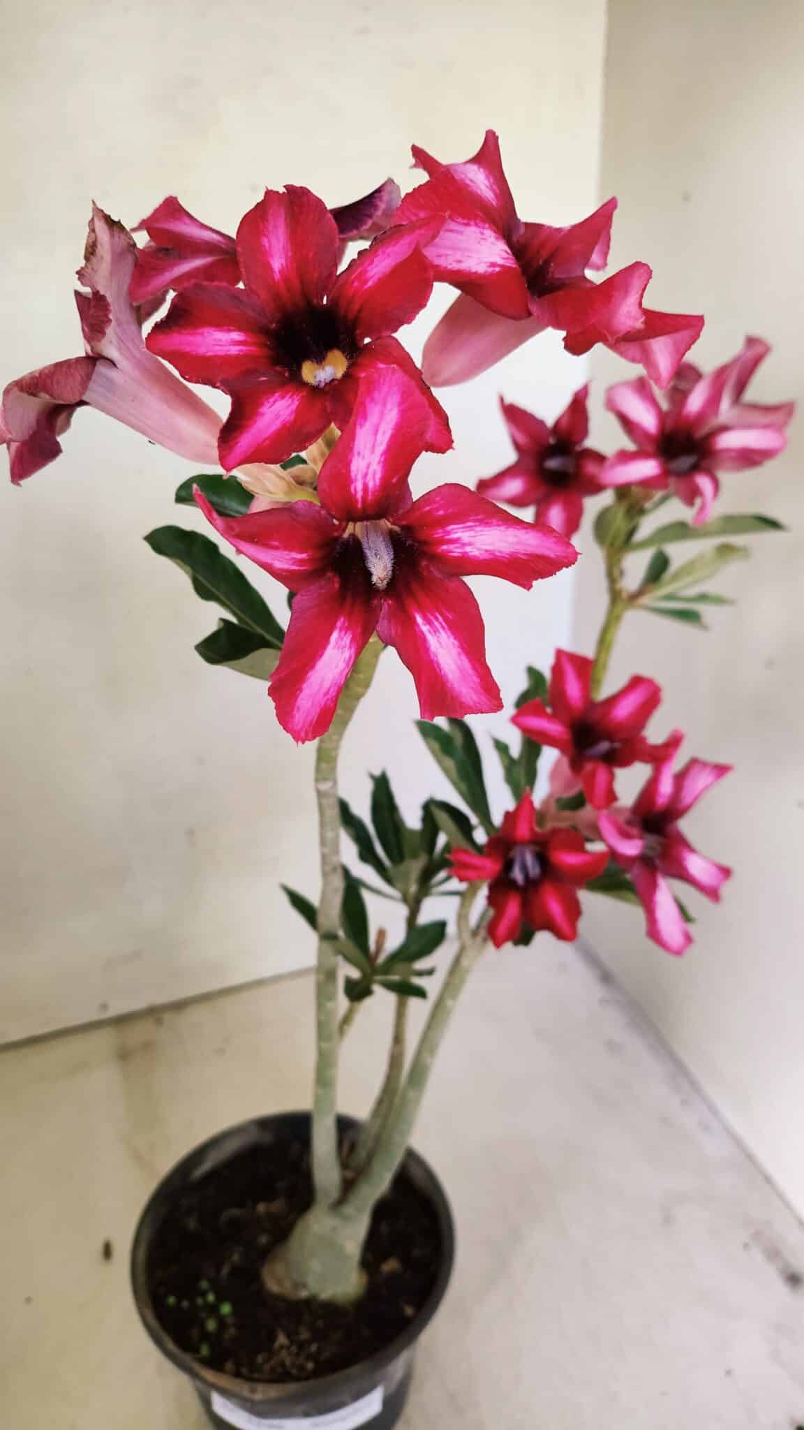 SIMPLES 3296 (5) Planta Simples 3296 – 35cm – 03 anos - Imagem 5