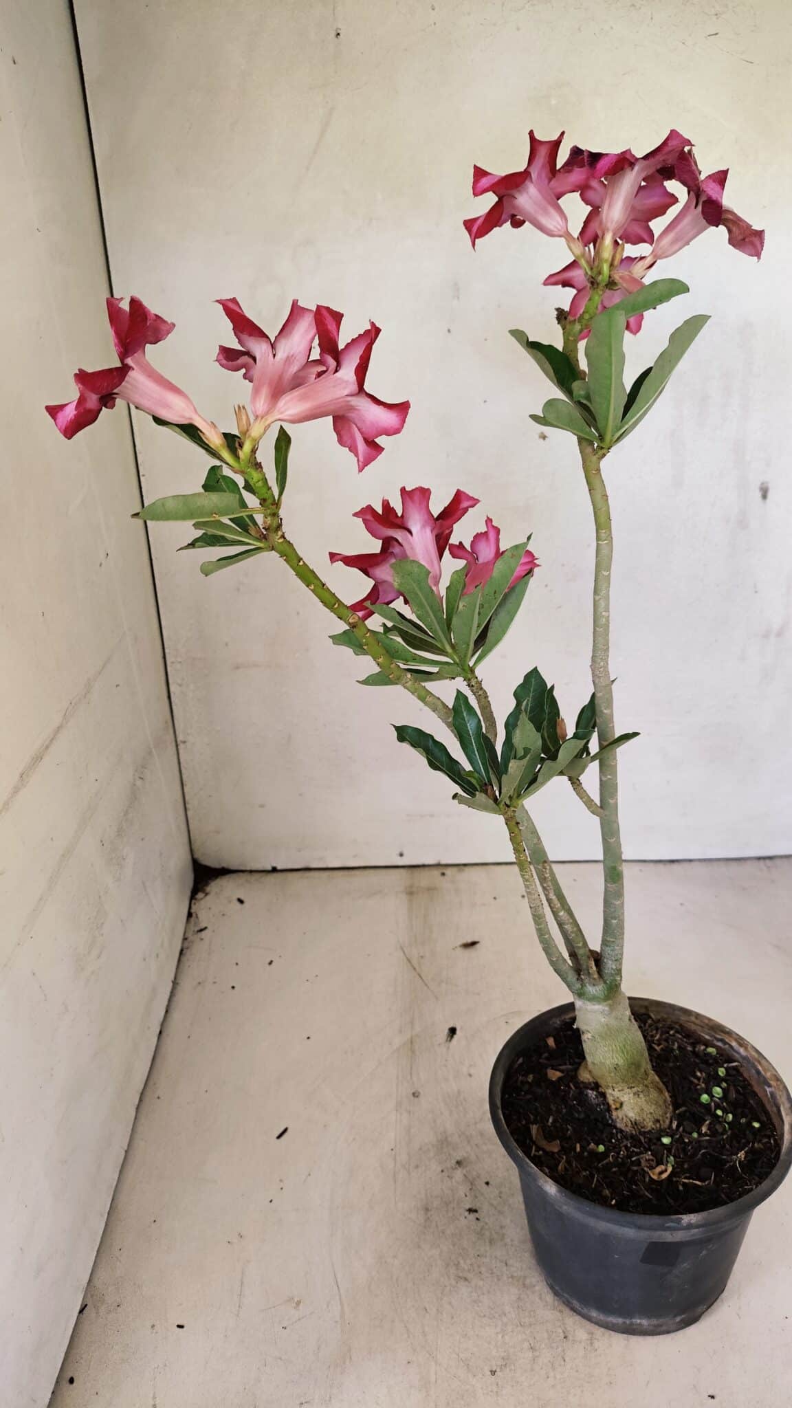 SIMPLES 3296 (6) Planta Simples 3296 – 35cm – 03 anos - Imagem 7