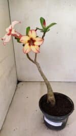 Planta Simples 3298 – 30cm – 02 anos - Imagem 2