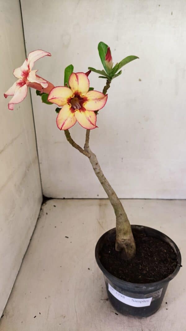 Planta Simples 3298 – 30cm – 02 anos - Imagem 2