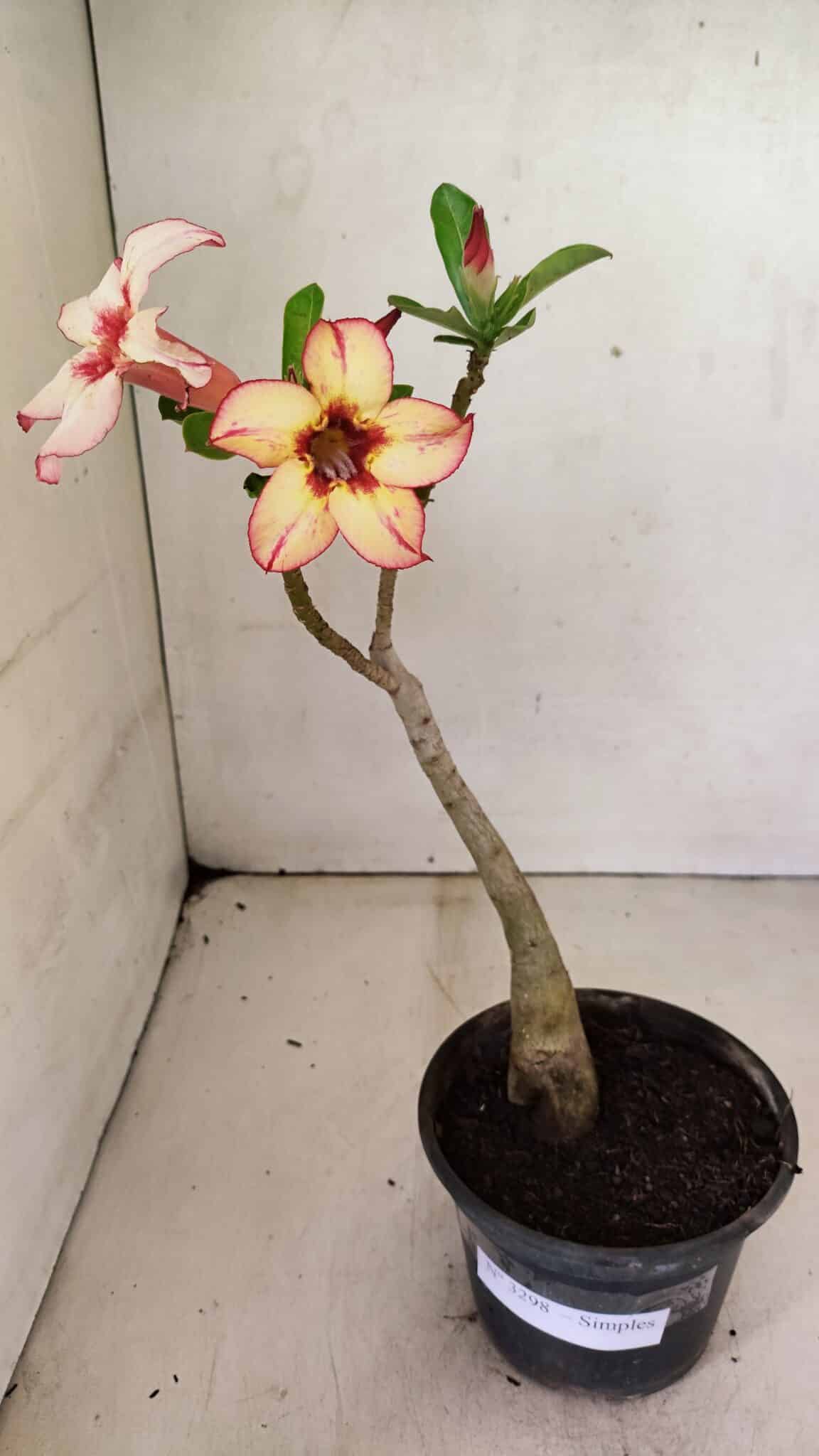 SIMPLES 3298 (1) Planta Simples 3298 – 30cm – 02 anos - Imagem 2