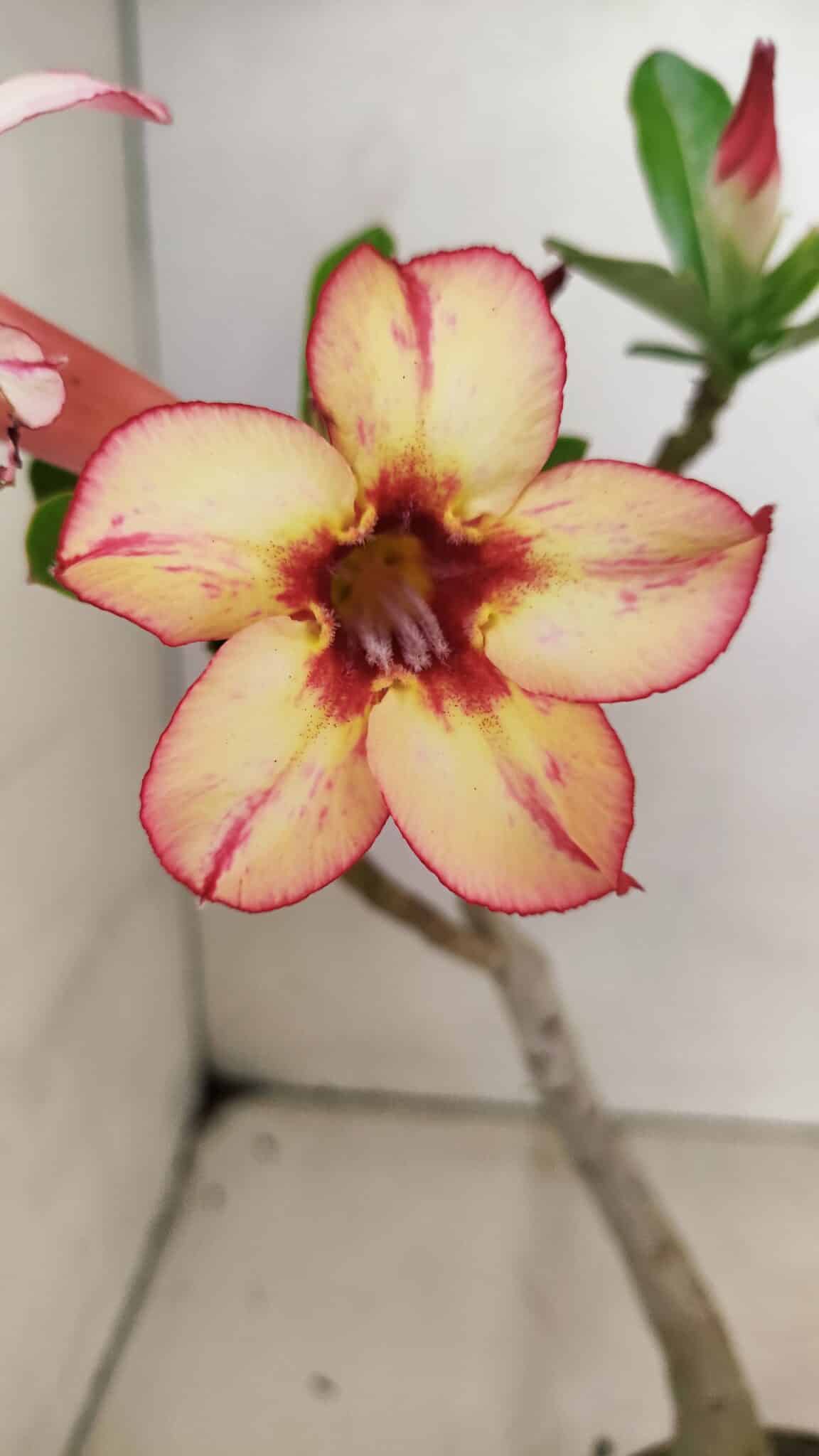 SIMPLES 3298 (2) Planta Simples 3298 – 30cm – 02 anos - Imagem 1