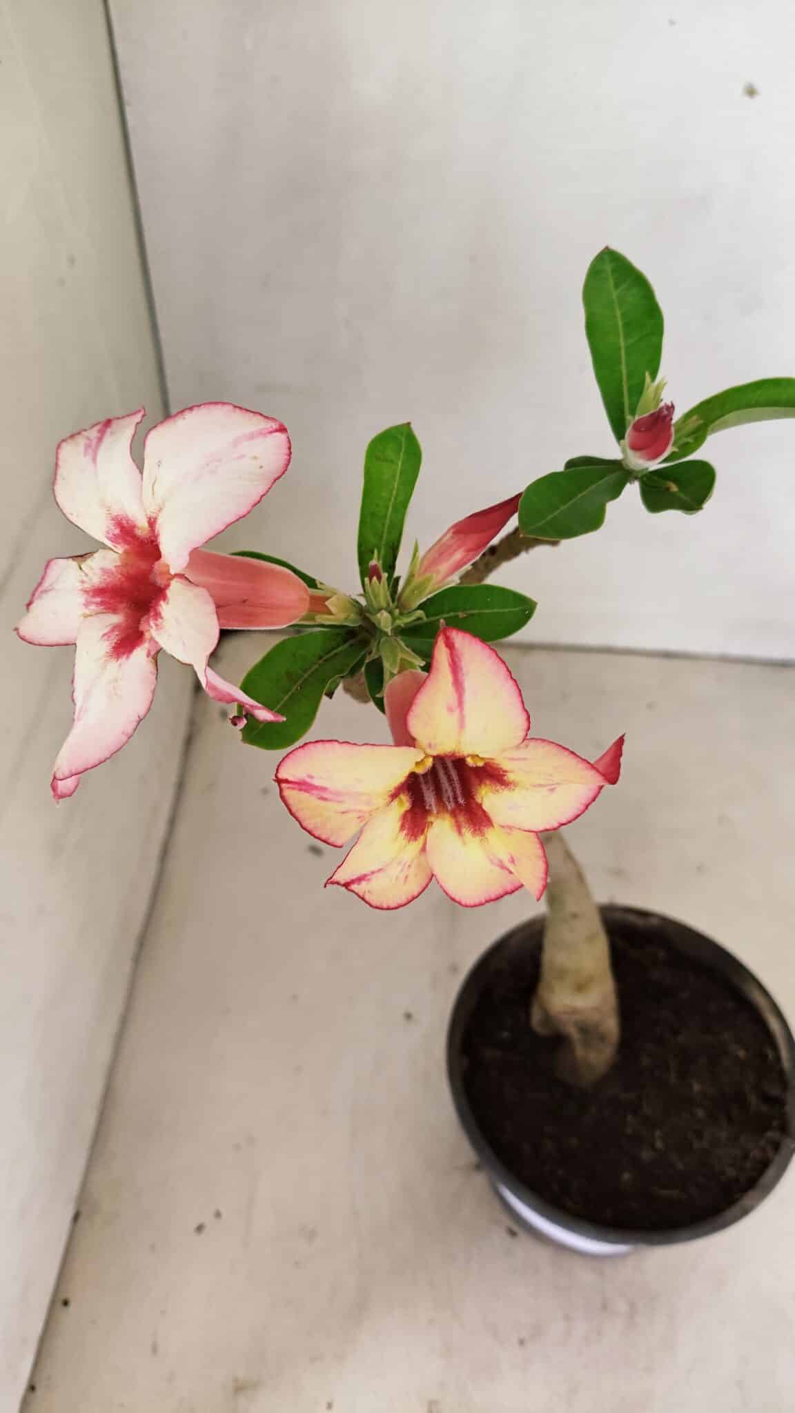 SIMPLES 3298 (3) Planta Simples 3298 – 30cm – 02 anos - Imagem 4