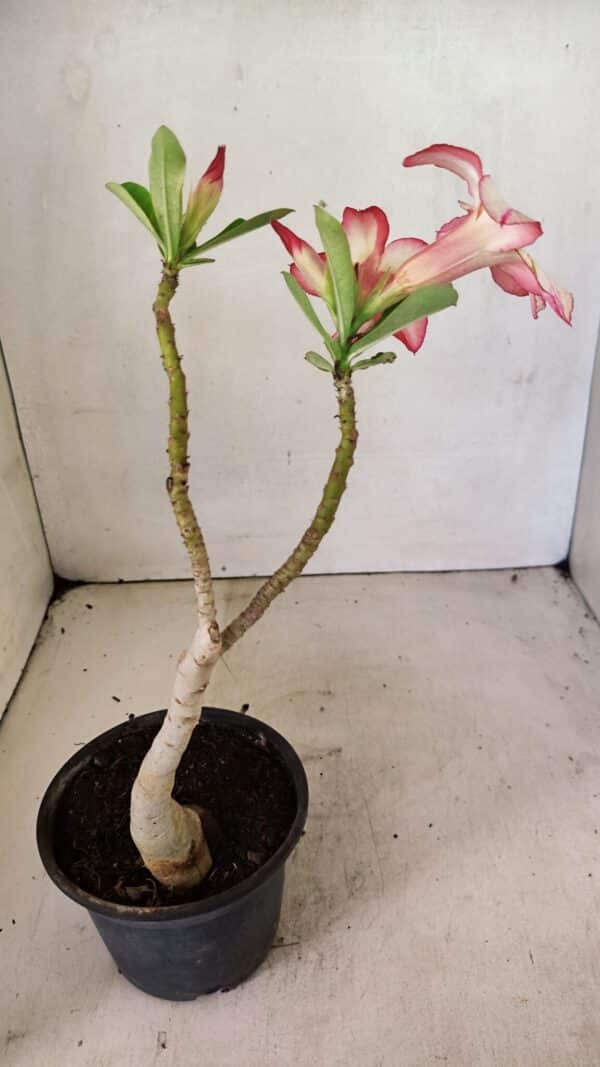 Planta Simples 3298 – 30cm – 02 anos - Imagem 5