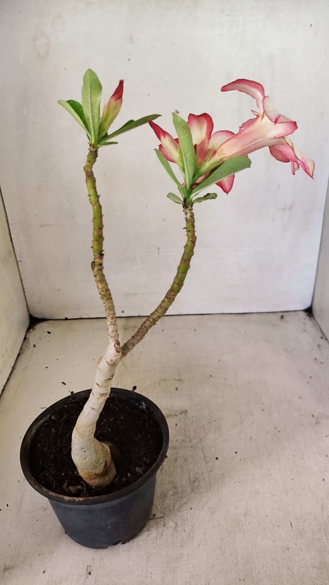 SIMPLES 3298 (5) Planta Simples 3298 – 30cm – 02 anos - Imagem 5