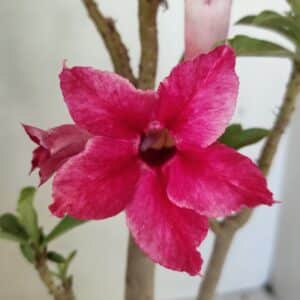 Planta Simples 3299 – 35cm – 03 anos