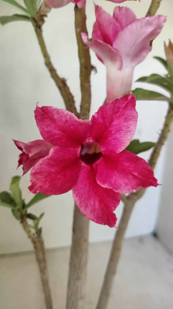 Planta Simples 3299 – 35cm – 03 anos - Imagem 1