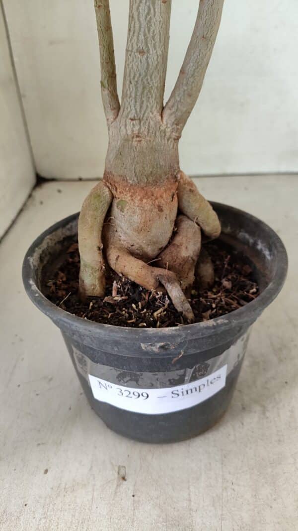 Planta Simples 3299 – 35cm – 03 anos - Imagem 8