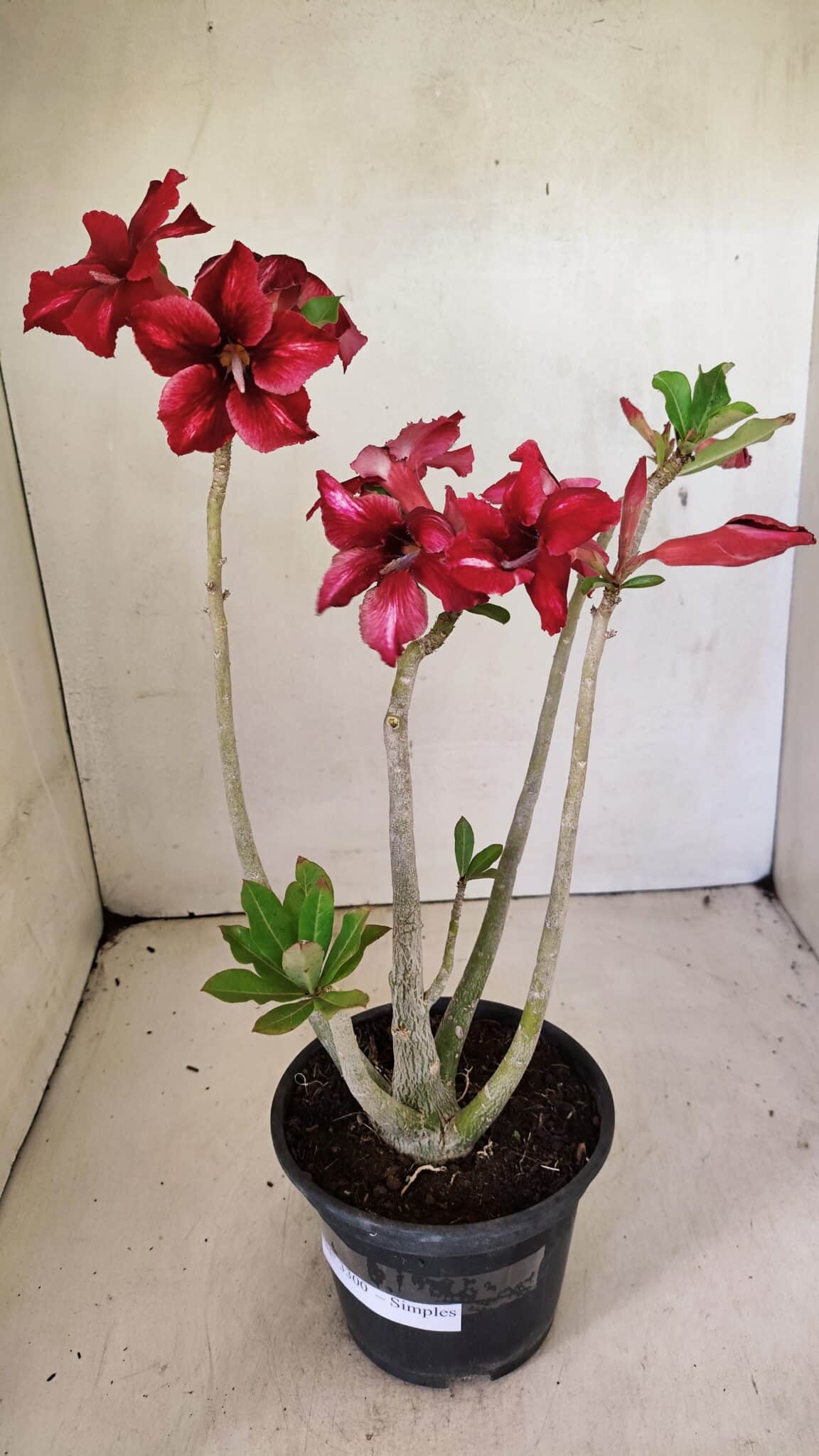 SIMPLES 3300 (1) Planta Simples 3300 – 35cm – 03 anos - Imagem 2