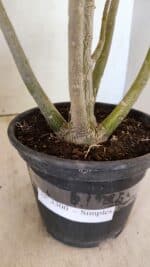 Planta Simples 3300 – 35cm – 03 anos - Imagem 8