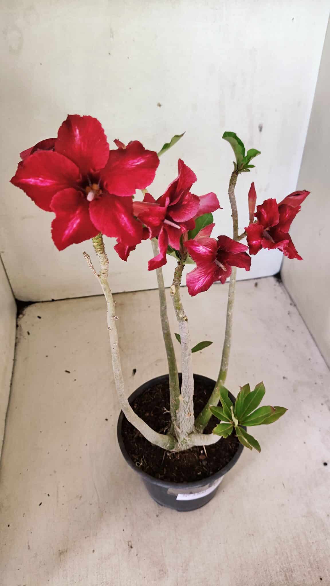 SIMPLES 3300 (3) Planta Simples 3300 – 35cm – 03 anos - Imagem 7