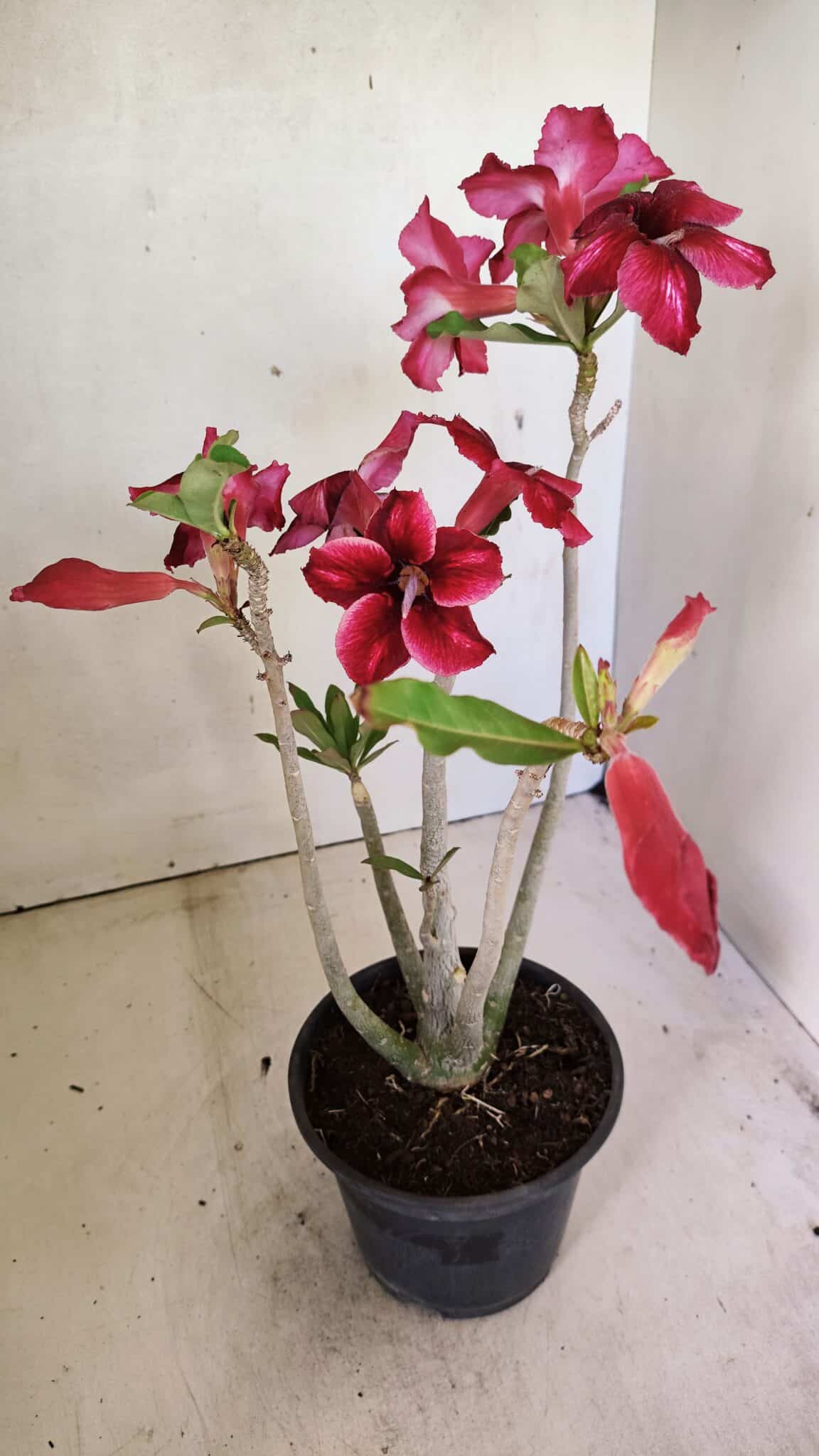 SIMPLES 3300 (4) Planta Simples 3300 – 35cm – 03 anos - Imagem 6