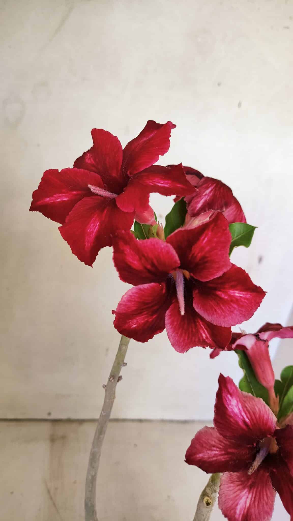 SIMPLES 3300 (5) Planta Simples 3300 – 35cm – 03 anos - Imagem 5
