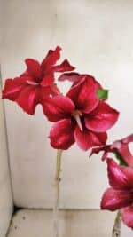 Planta Simples 3300 – 35cm – 03 anos