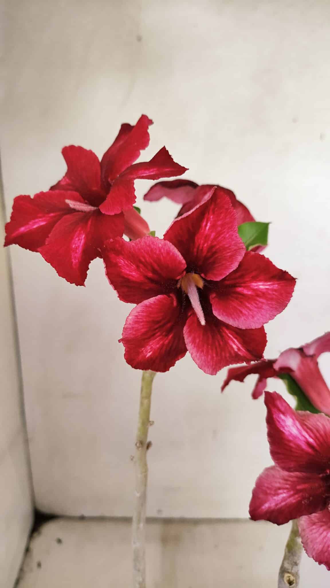 SIMPLES 3300 (6) Planta Simples 3300 – 35cm – 03 anos - Imagem 1